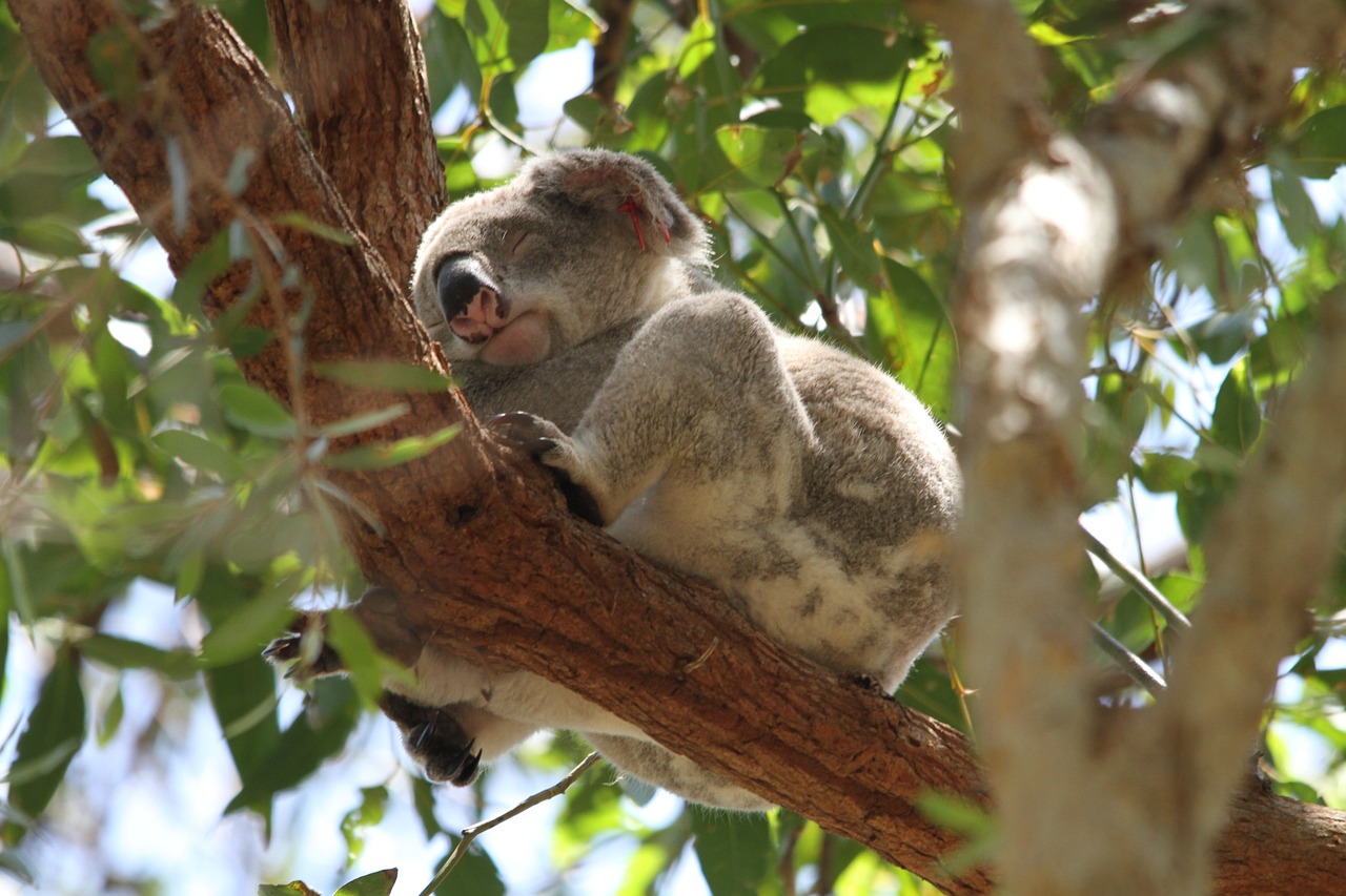 koala, phascolarctos cinereus, animal-185780.jpg